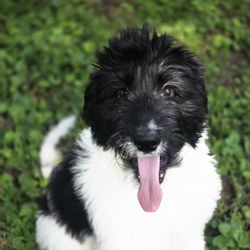 NKY Pet Sit