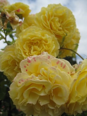 Peninsula Park Rose Garden by null