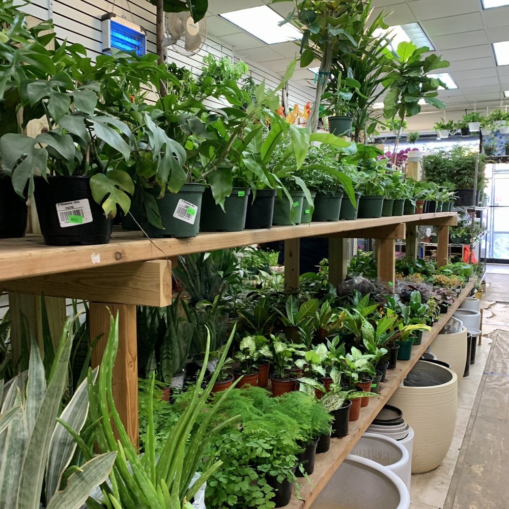 Dahing Plants - Store - Florists Near Me - New York, New York