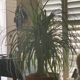 Ponytail palm