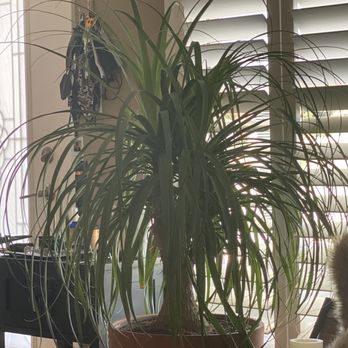 Prickett's Nursery -Santa Rosa - Ponytail palm - Nurseries & Gardening Near Me - Santa Rosa, California