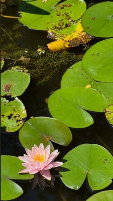 Mayfield Park and Nature Preserve by null