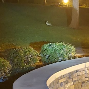 Mountain View Park - Bunny's hanging out, so cute!! - Parks Near Me - Fullerton, California
