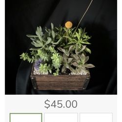 Jules with the Flowers - Standard Succulent Garden with description