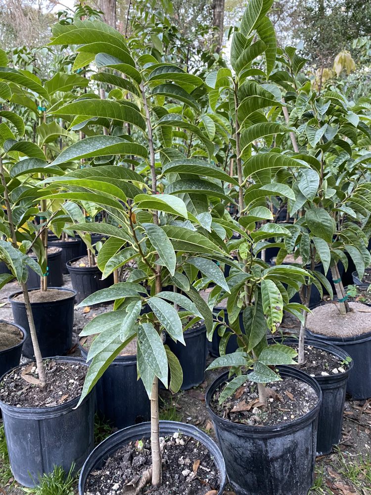 HOA NURSERY Updated September 2024 18 Photos 205 W Simon Ave