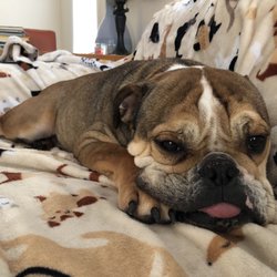 Antioch Animal Hospital