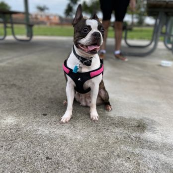 Bark Park - Leah - Dog Parks Near Me - Miami, Florida