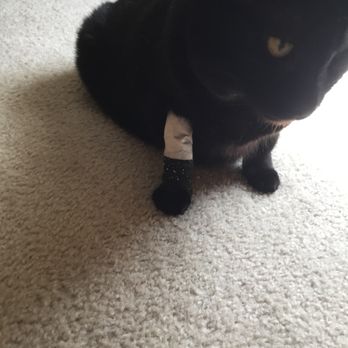 Happy Pets Mobile Vet - Shadow with the bandage. - Veterinarians Near Me - Tampa, Florida Happy Pets Mobile Vet - Shadow with the bandage. - Veterinarians Near Me - Tampa, Florida