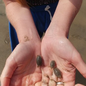 Seabright Beach - Sand crabs - Beaches Near Me - Santa Cruz, California