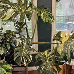 Hammer + Vine