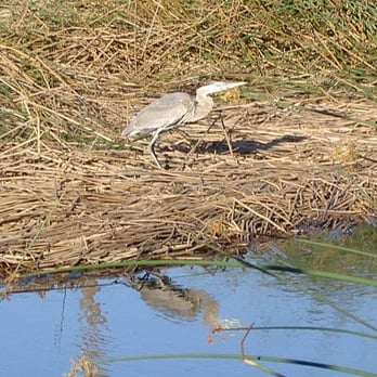 Dominguez Gap Wetlands Project - Great Blue Heron - Hiking Near Me