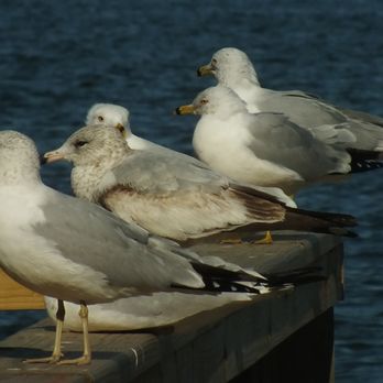 Gwynns Falls Trail - Seagulls enjoying the view.   Avionna Desh - Hiking Near Me - Baltimore, Maryland