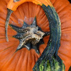Migliorelli Orchard - LucyGourd as question mark !