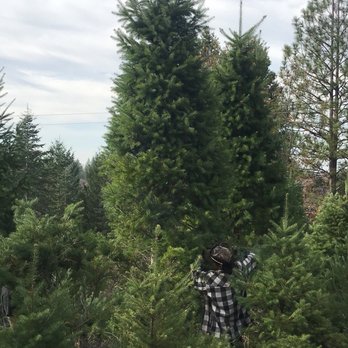 Sierra Magnifica Christmas Tree Farm - Christmas Trees Near Me - Placerville, California Sierra Magnifica Christmas Tree Farm - Christmas Trees Near Me - Placerville, California