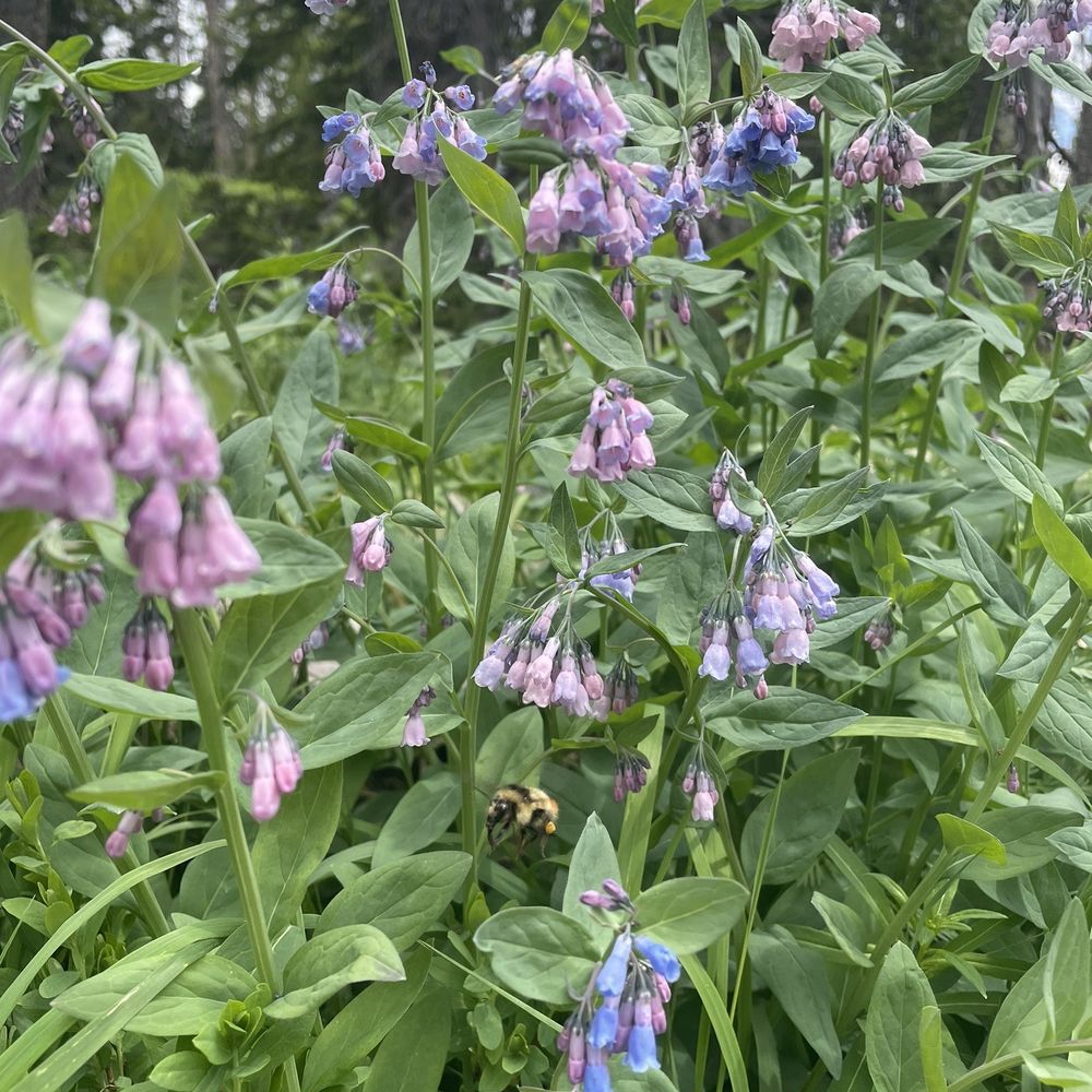 Mirror Lake Scenic Byway - Bluebells...are the pink ones pink bells? :) - Hiking Near Me - Kamas, Utah Mirror Lake Scenic Byway - Bluebells...are the pink ones pink bells? :) - Hiking Near Me - Kamas, Utah