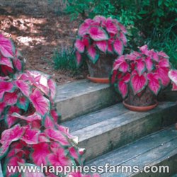 Happiness Farms - Florida Sweetheart