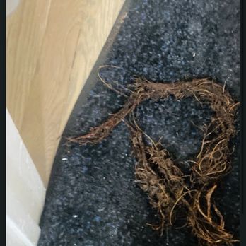 Primo Plumbing & Heating - Look like swamp roots! - Plumbing Near Me - Signal Hill, California Primo Plumbing & Heating - Look like swamp roots! - Plumbing Near Me - Signal Hill, California