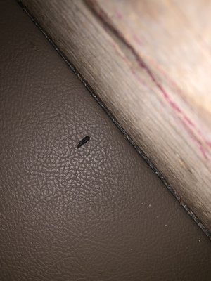 California Pizza Kitchen At Brea by null