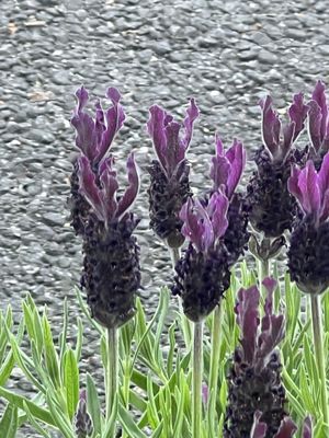 Longfellow's Coffee by null