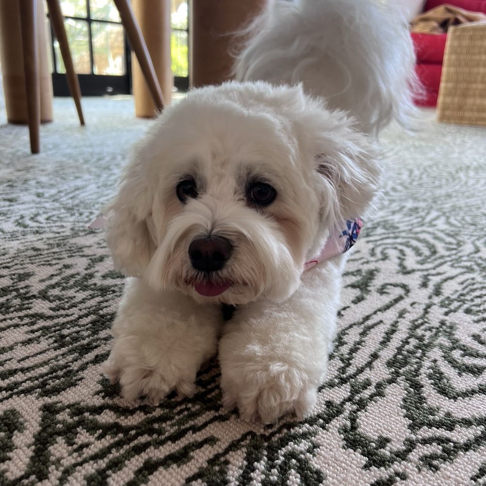 Grooming By Camila - Dog - Pet Groomers Near Me Grooming By Camila - Dog - Pet Groomers Near Me