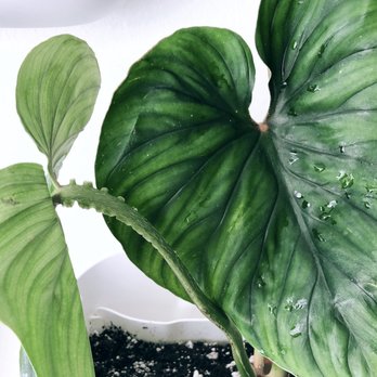 Urbn Tropic - Philodendron plowmanii - Nurseries & Gardening Near Me - Vero Beach, Florida Urbn Tropic - Philodendron plowmanii - Nurseries & Gardening Near Me - Vero Beach, Florida