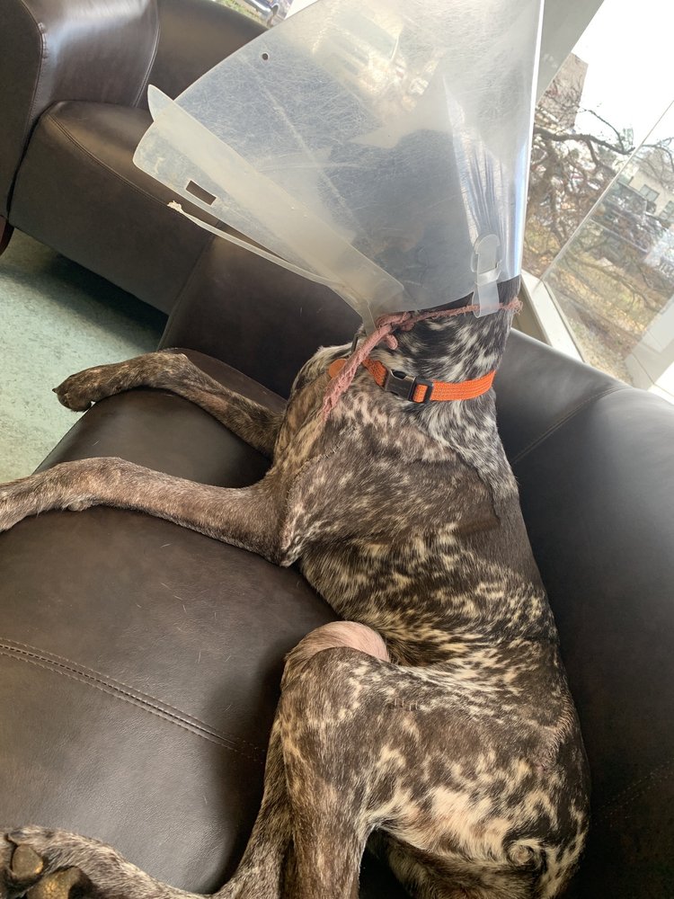 SOUTHERN REGIONAL VETERINARY SPECIALISTS Updated October 2024 301