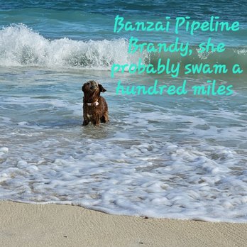 The Pet Clinic - That's Banzai Brandy a Golden Retriever of 12 years. - Veterinarians Near Me - Honolulu, Hawaii The Pet Clinic - That's Banzai Brandy a Golden Retriever of 12 years. - Veterinarians Near Me - Honolulu, Hawaii