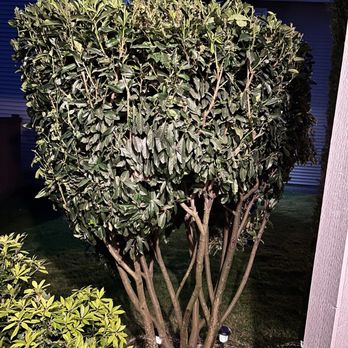 Touch of Spring - Trees - Lawn Services Near Me Touch of Spring - Trees - Lawn Services Near Me