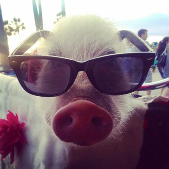 Pony and Paw Training - Pigsy Cline in Venice Beach
(Disney Channel, BuzzFeed) - Pet Training Near Me Pony and Paw Training - Pigsy Cline in Venice Beach
(Disney Channel, BuzzFeed) - Pet Training Near Me
