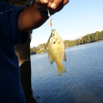 Fairmount Park - Nice little bluegill. They are small but can put on a good fight. - Parks Near Me - Riverside, California Fairmount Park - Nice little bluegill. They are small but can put on a good fight. - Parks Near Me - Riverside, California