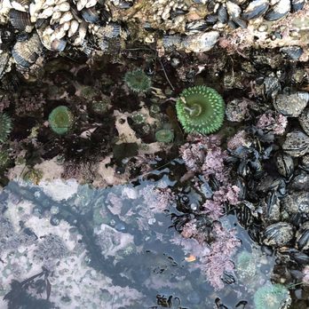 Flora & Fungi Adventures - Food Tours Near Me