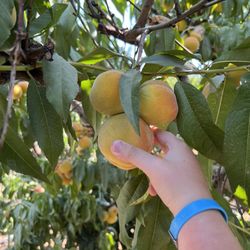 TK Orchards - Peaches