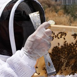 Bees4Vets