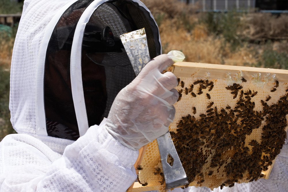 Bees4Vets - veterans service organization in Sparks, NV