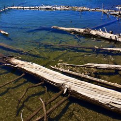 Deadfall on the water