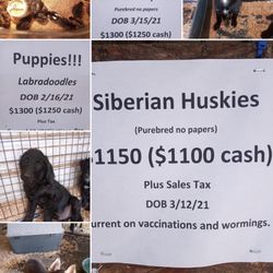 Remnant Farms Feed and Supply - This is sick!!! All for the sake of money $$$$ NO Dog deserves to be bred like chickens.