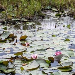 Beaver Lake - Pink flowers!