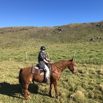 4D Quarter Horses - Horseback Riding Near Me - Kailua-Kona, Hawaii