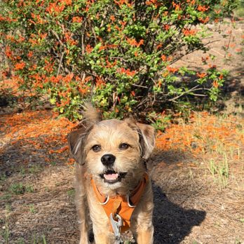 MarQueen Pet Emergency and Specialty Group - Veterinarians Near Me - Upland, California