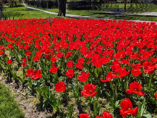 Sherwood Gardens by null