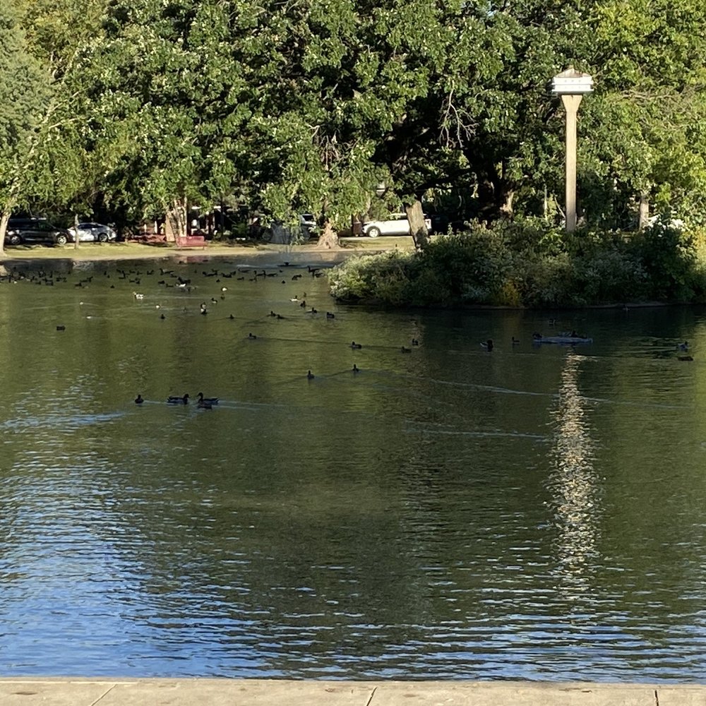 Birds pond