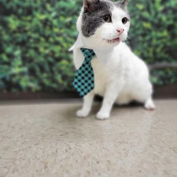 PREMIER VETERINARY GROUP - CHICAGO - Updated March 2026 - 70 Photos