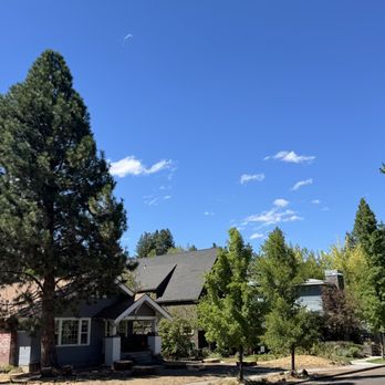 Timber Stand Improvement - Tree Services Near Me Timber Stand Improvement - Tree Services Near Me