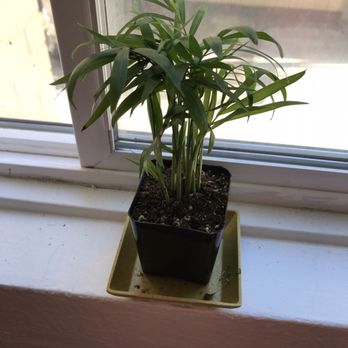 Urban Earth - My baby parlor palm. Reminds me of home (Guam). - Nurseries & Gardening Near Me - Seattle, Washington Urban Earth - My baby parlor palm. Reminds me of home (Guam). - Nurseries & Gardening Near Me - Seattle, Washington