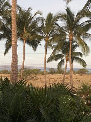 Pineapple Inn Maui by null