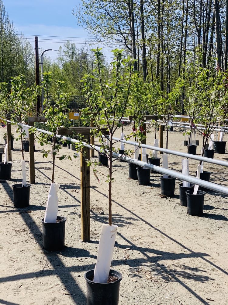 MIDVALLEY GREENHOUSE Updated August 2024 13 Photos 1346 Hyer Rd