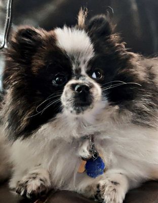 Macon Pets Resort and Spa