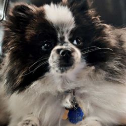 Macon Pets Resort and Spa - My princess - Madea