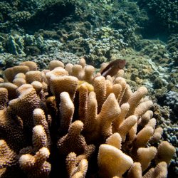 Ocean Project Maui