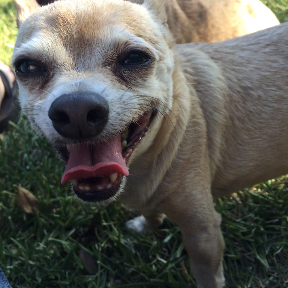 PeeWee's Playdates - Dog Walkers Near Me PeeWee's Playdates - Dog Walkers Near Me